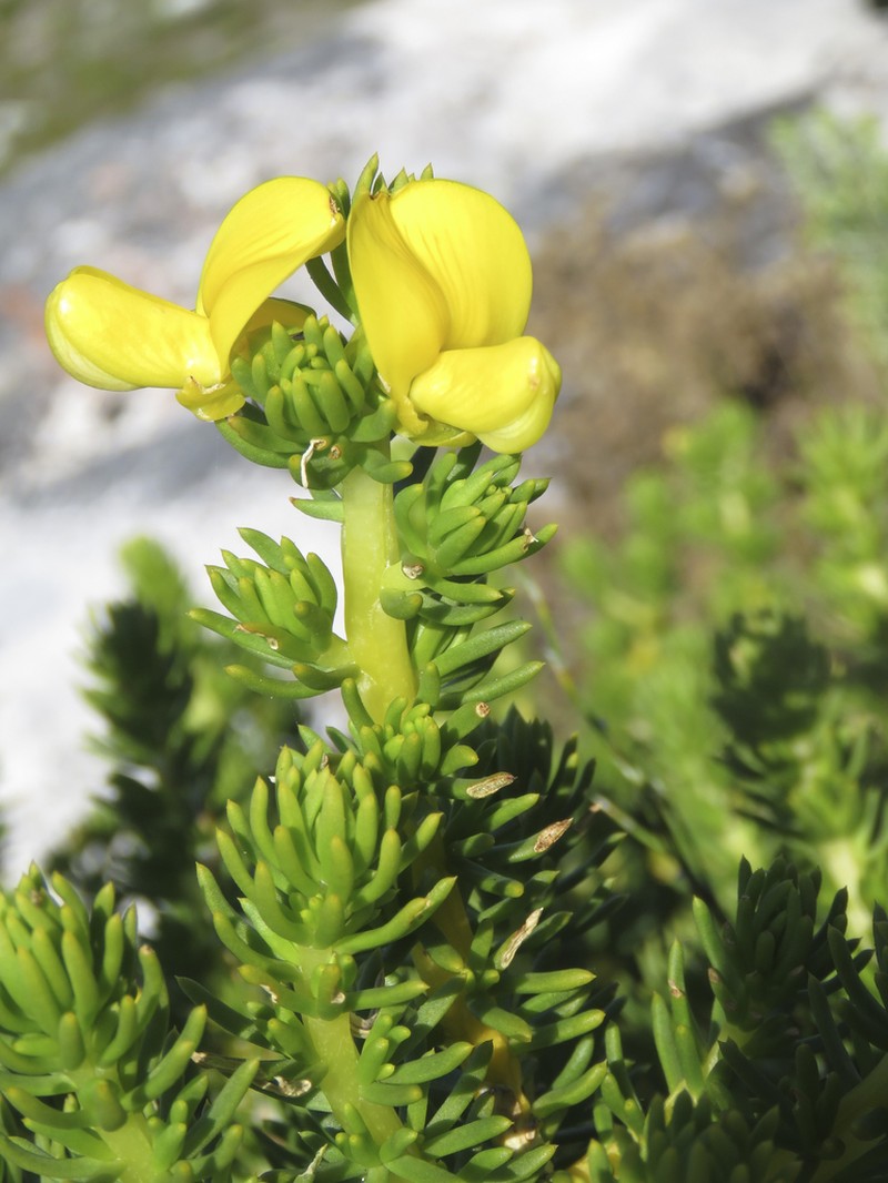 Aspalathus capensis