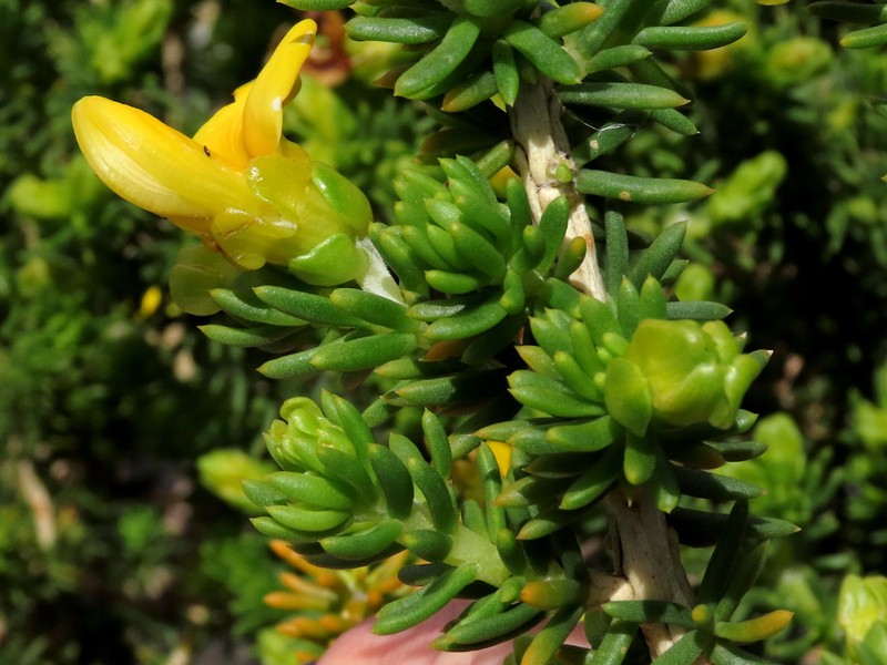 Aspalathus capensis photo 3