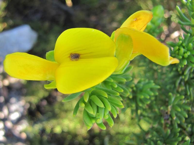 Aspalathus capensis photo 5