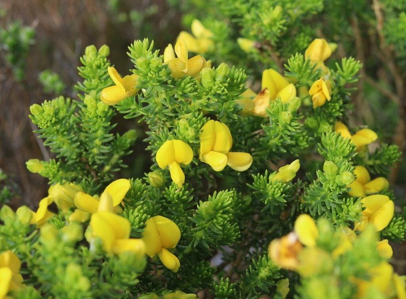 Aspalathus capensis photo 6