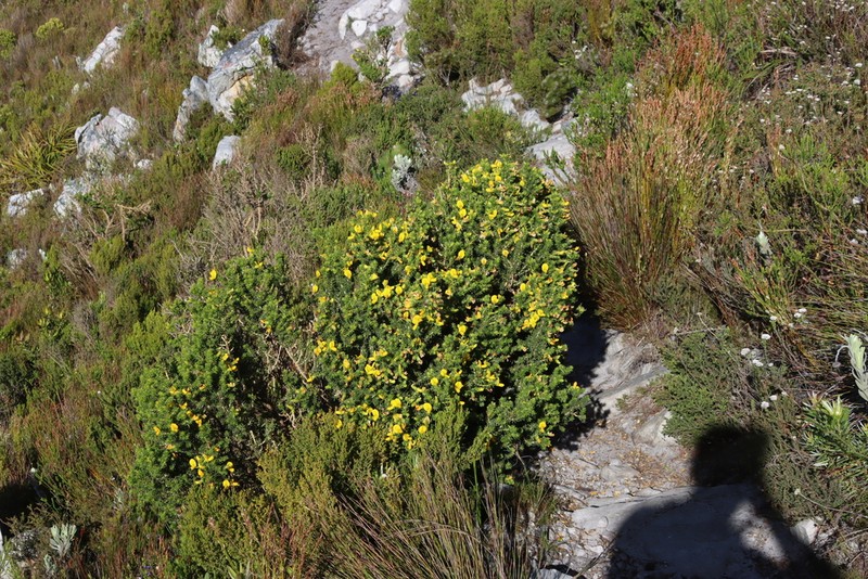 Aspalathus capensis photo 7