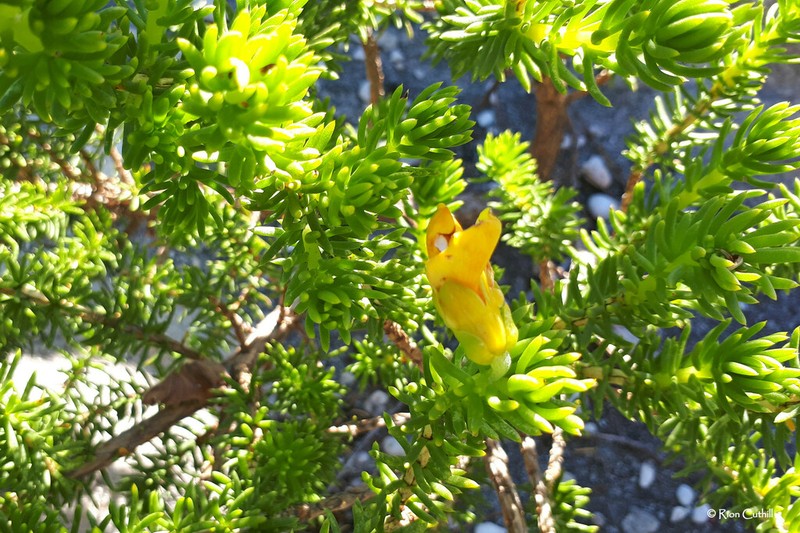 Aspalathus capensis photo 8