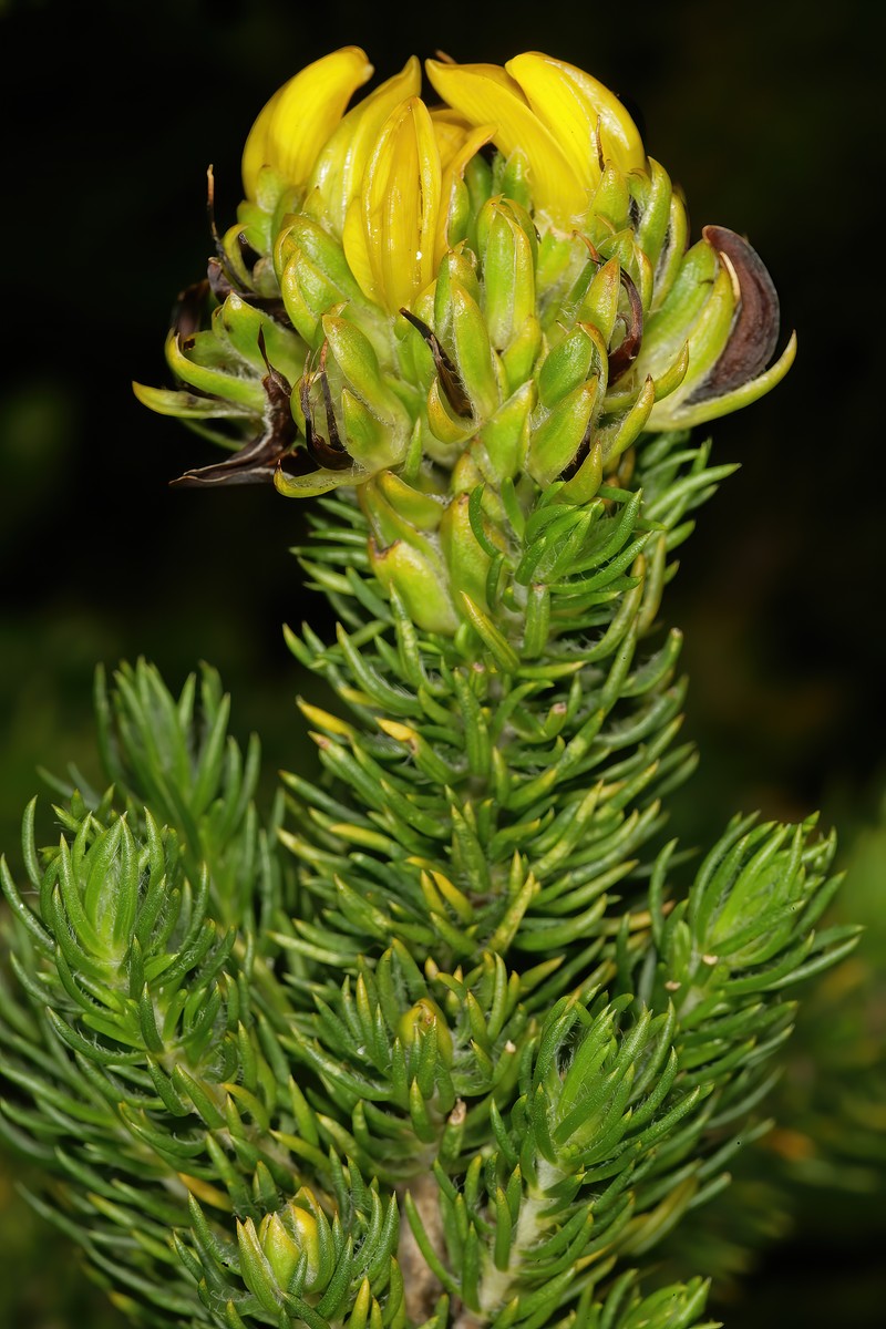 Aspalathus capitata