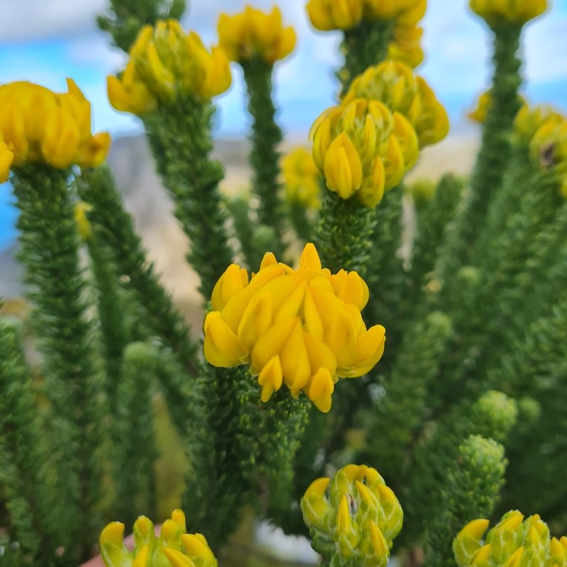 Aspalathus capitata photo 2