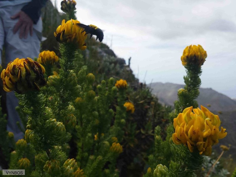 Aspalathus capitata photo 3
