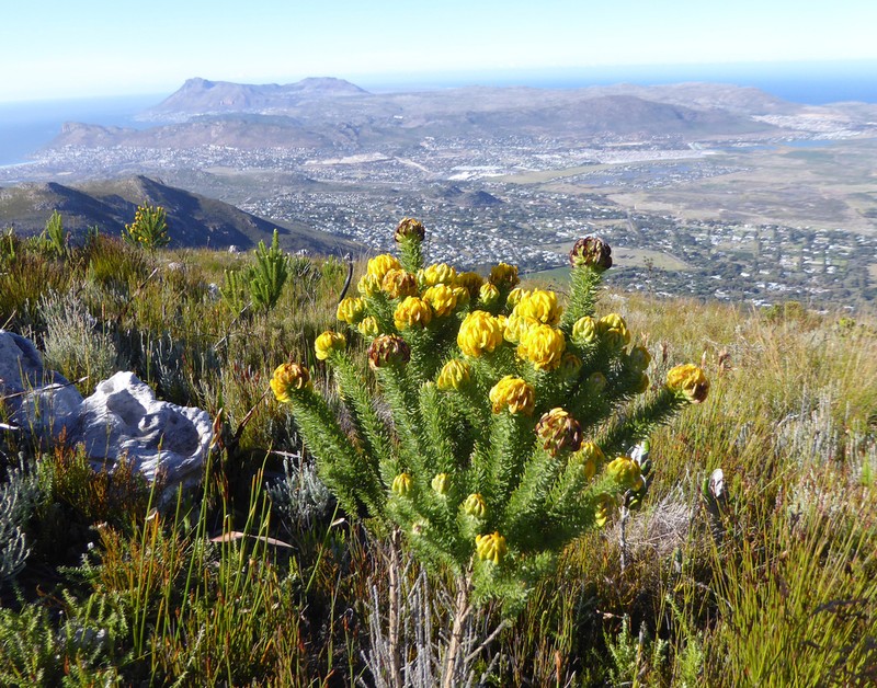 Aspalathus capitata photo 4