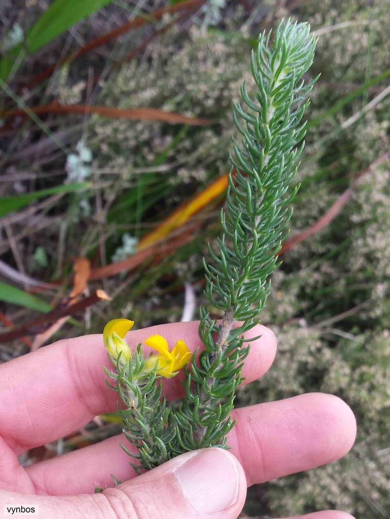 Aspalathus capitata photo 5