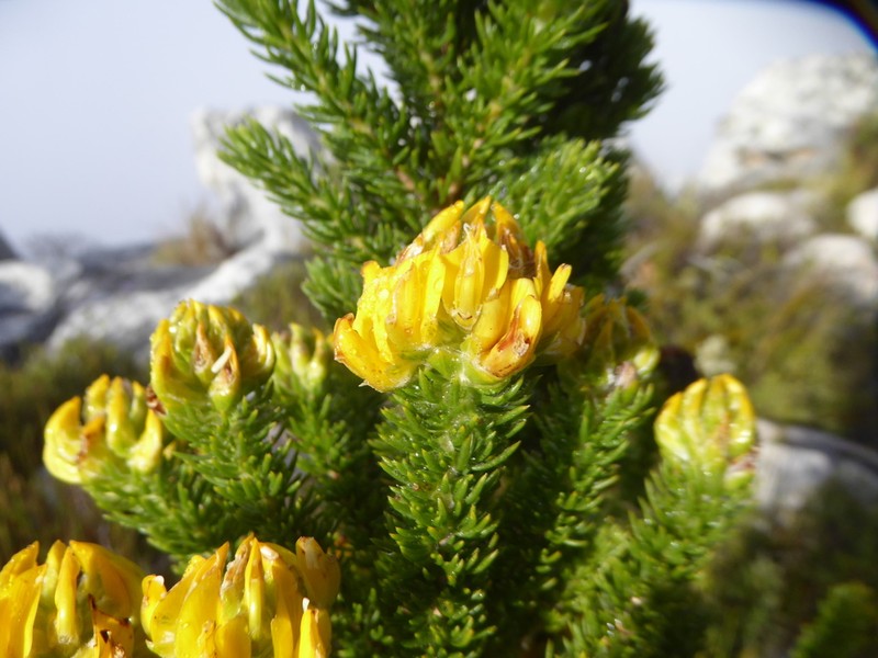 Aspalathus capitata photo 6