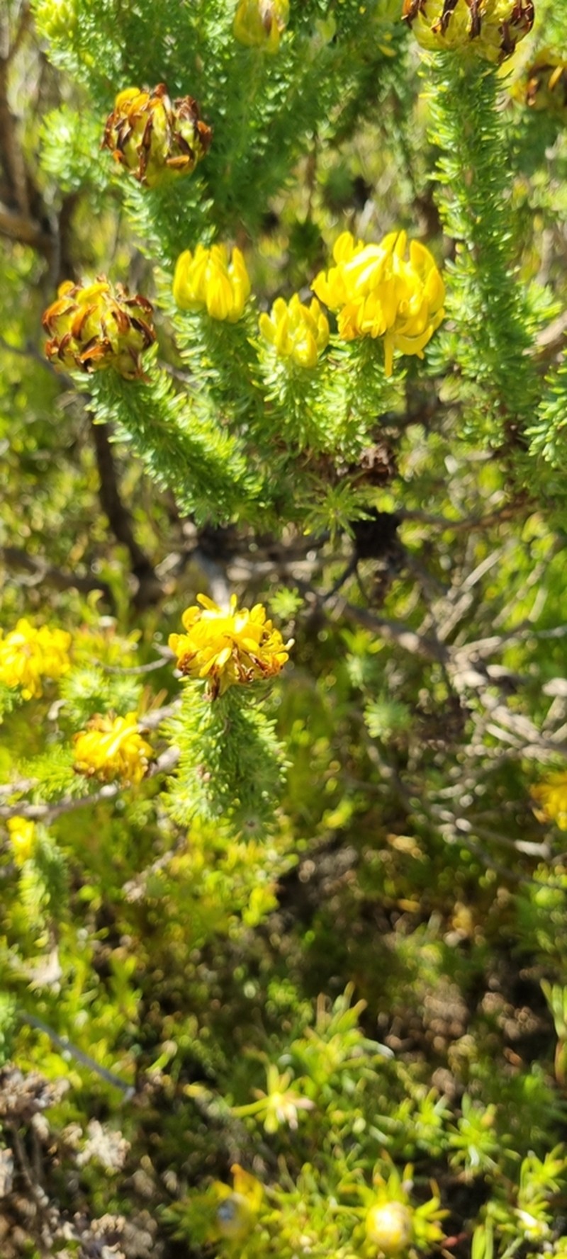 Aspalathus capitata photo 7