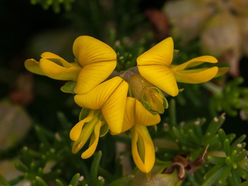 Aspalathus carnosa
