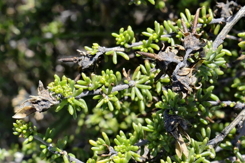 Aspalathus carnosa photo 2