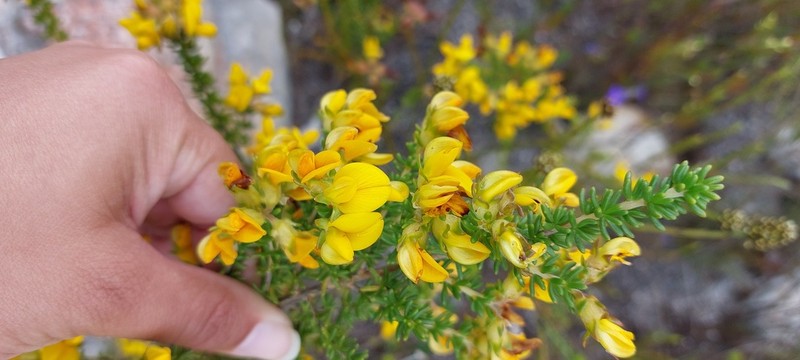 Aspalathus carnosa photo 5