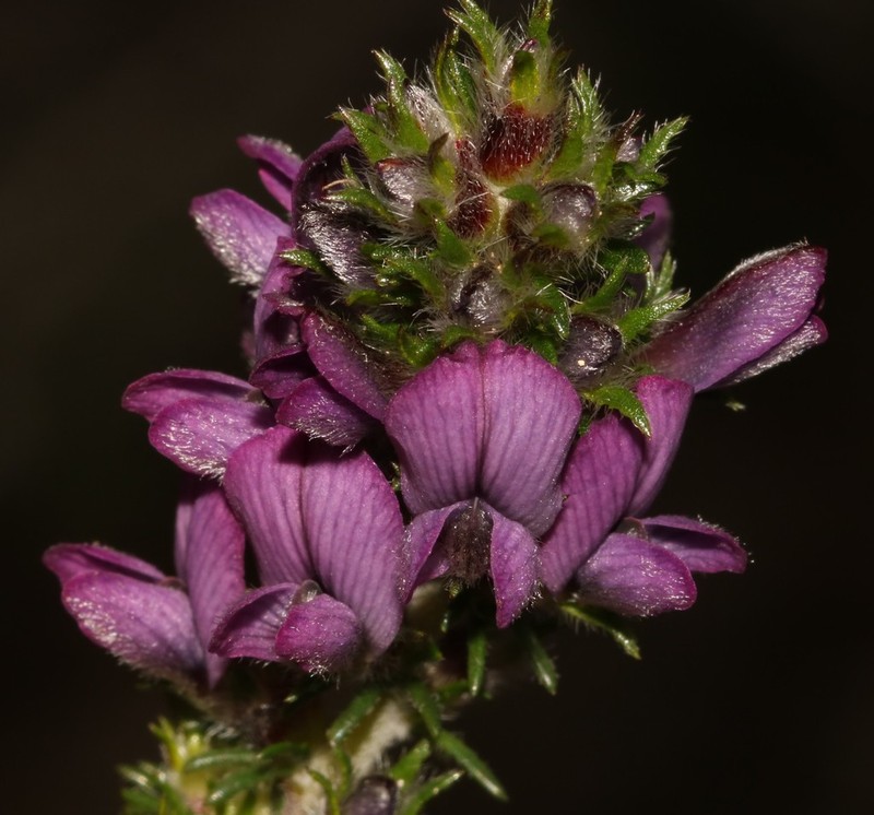 Aspalathus cephalotes photo 4