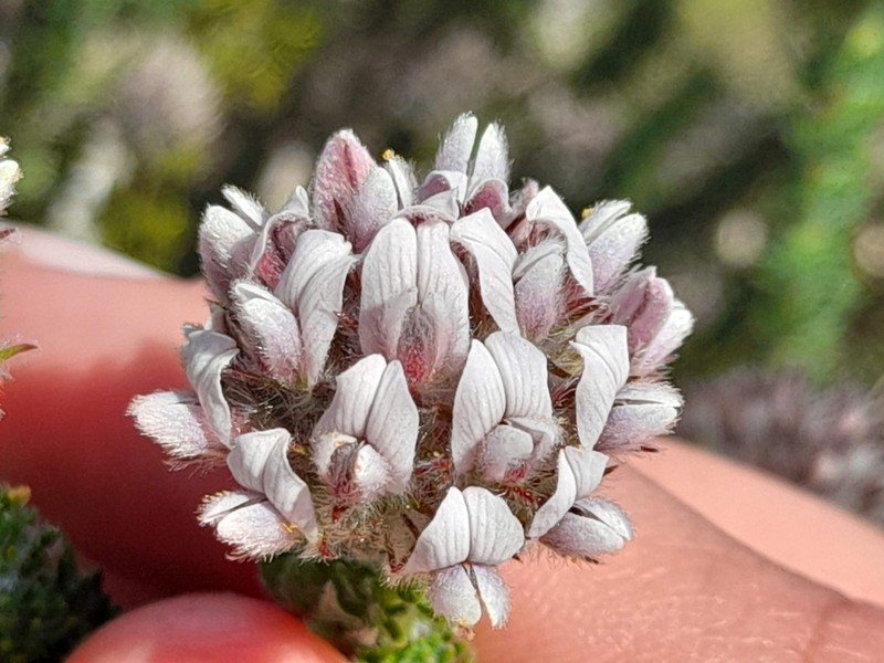 Aspalathus cerrhantha photo 2