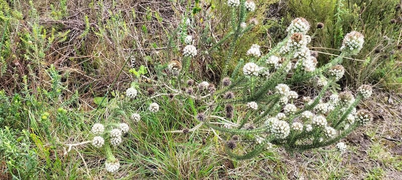 Aspalathus cerrhantha photo 3