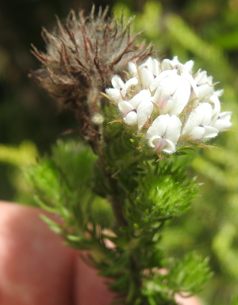 Aspalathus cerrhantha photo 5