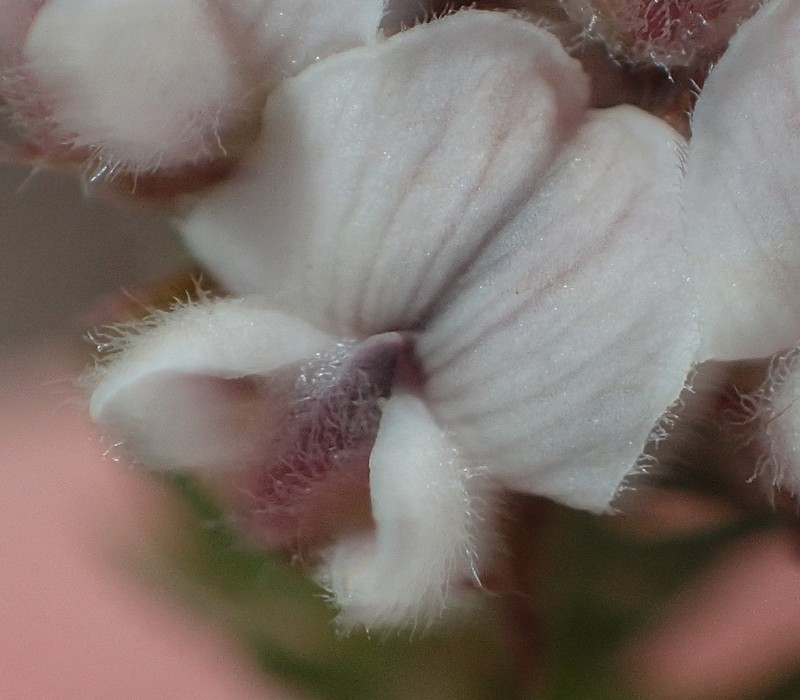 Aspalathus cerrhantha photo 6