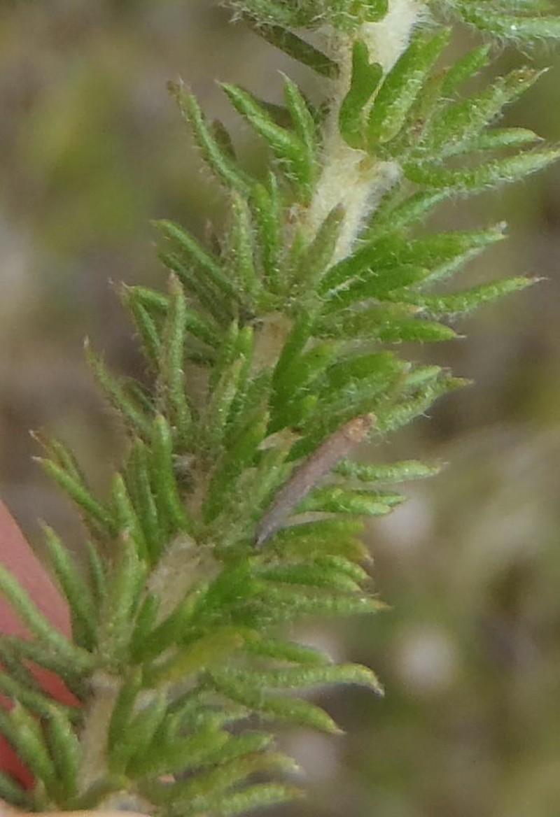 Aspalathus cerrhantha photo 7