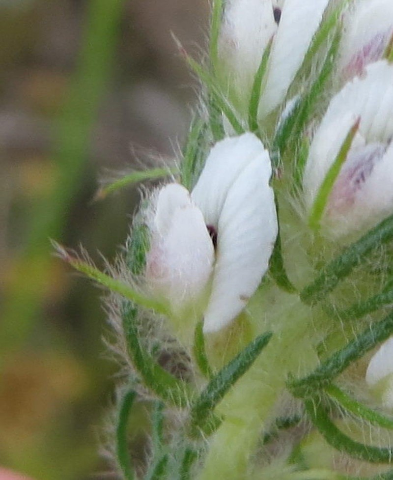 Aspalathus cerrhantha photo 8