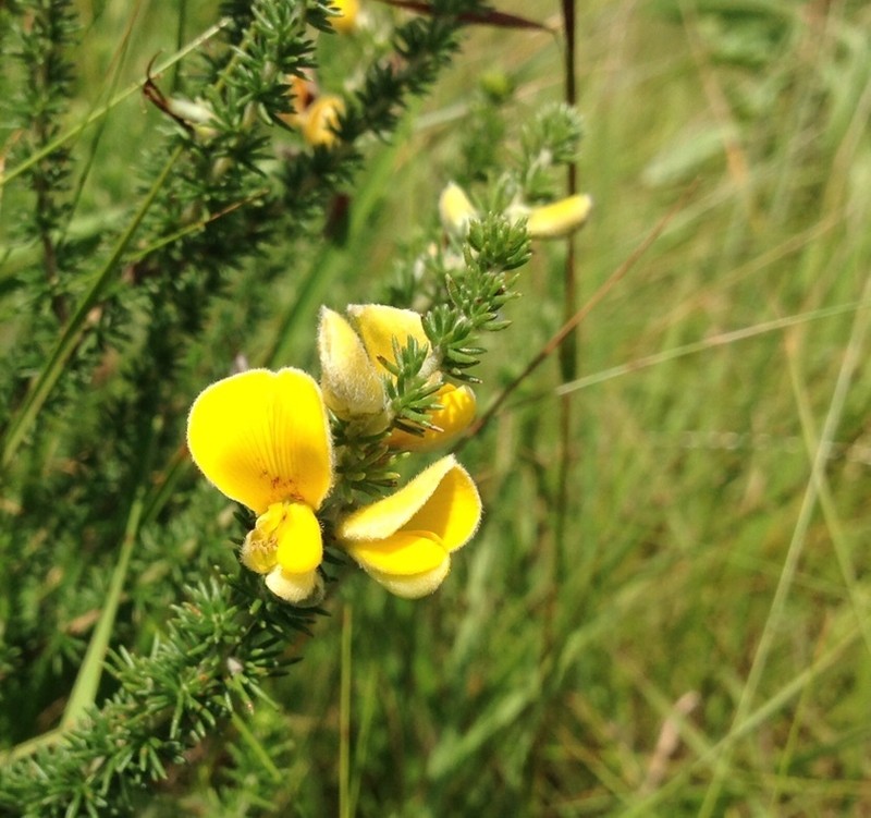 Aspalathus chortophila