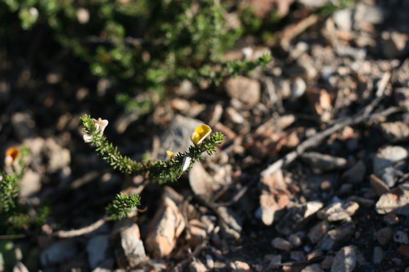 Aspalathus chortophila photo 2
