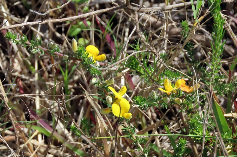 Aspalathus chortophila photo 3