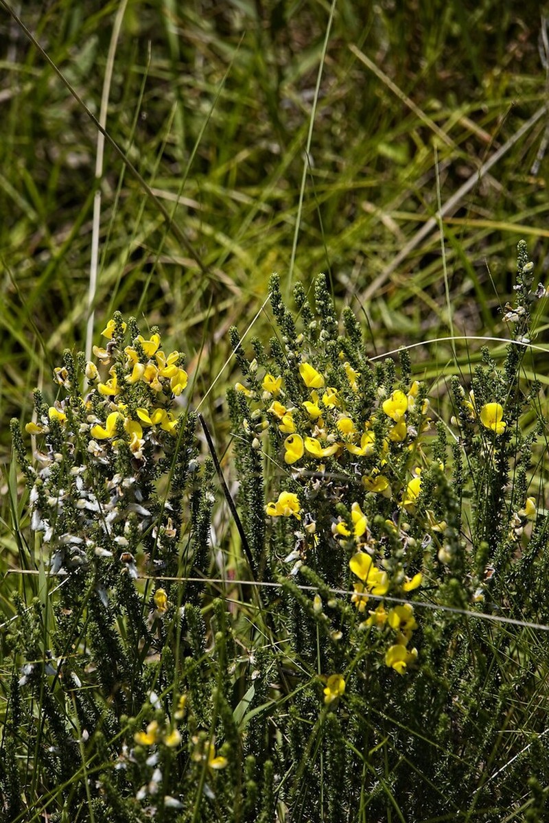 Aspalathus chortophila photo 4