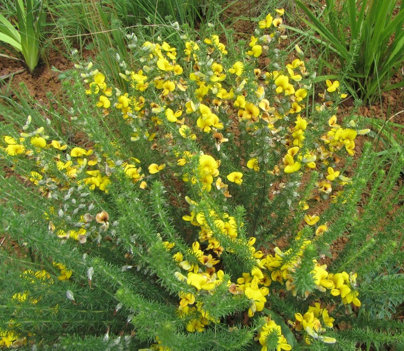 Aspalathus chortophila photo 5