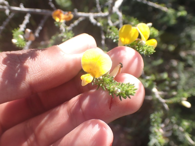 Aspalathus chortophila photo 6