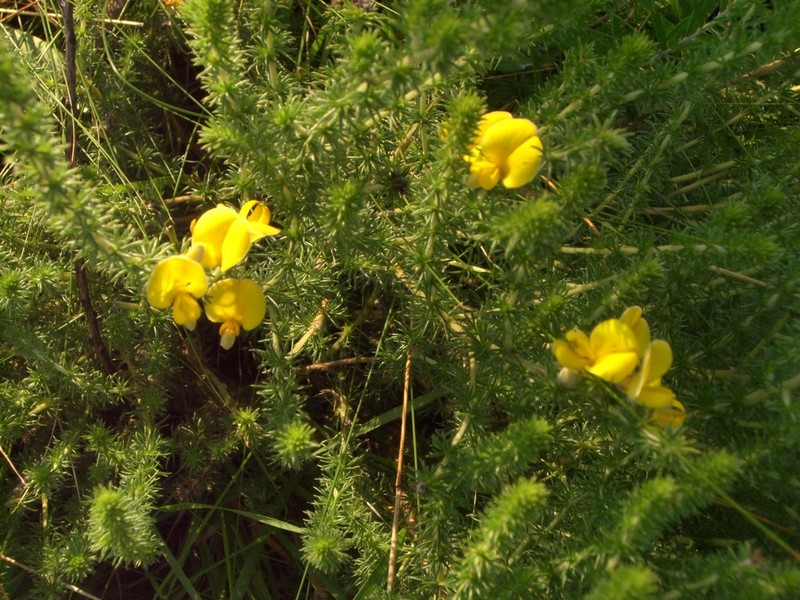 Aspalathus chortophila photo 8