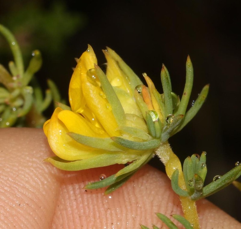 Aspalathus chrysantha photo 4