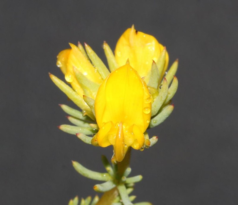 Aspalathus chrysantha photo 5