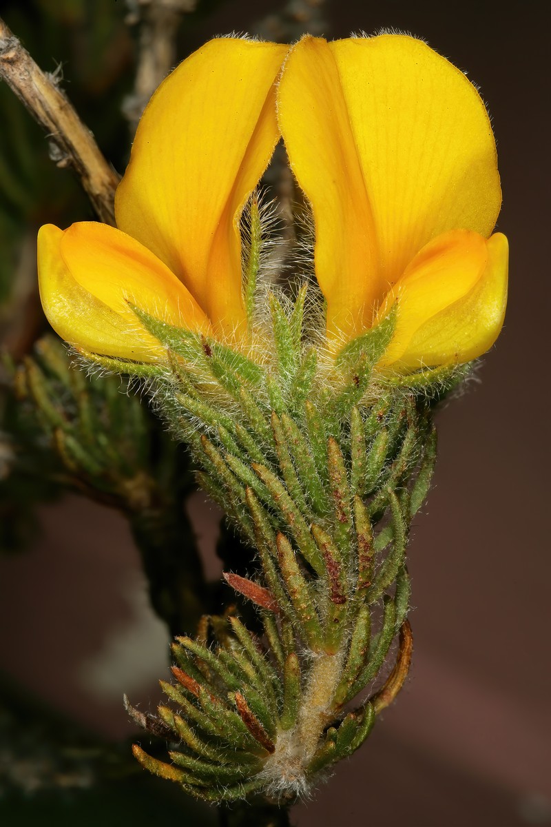 Aspalathus ciliaris