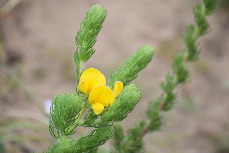 Aspalathus ciliaris photo 2