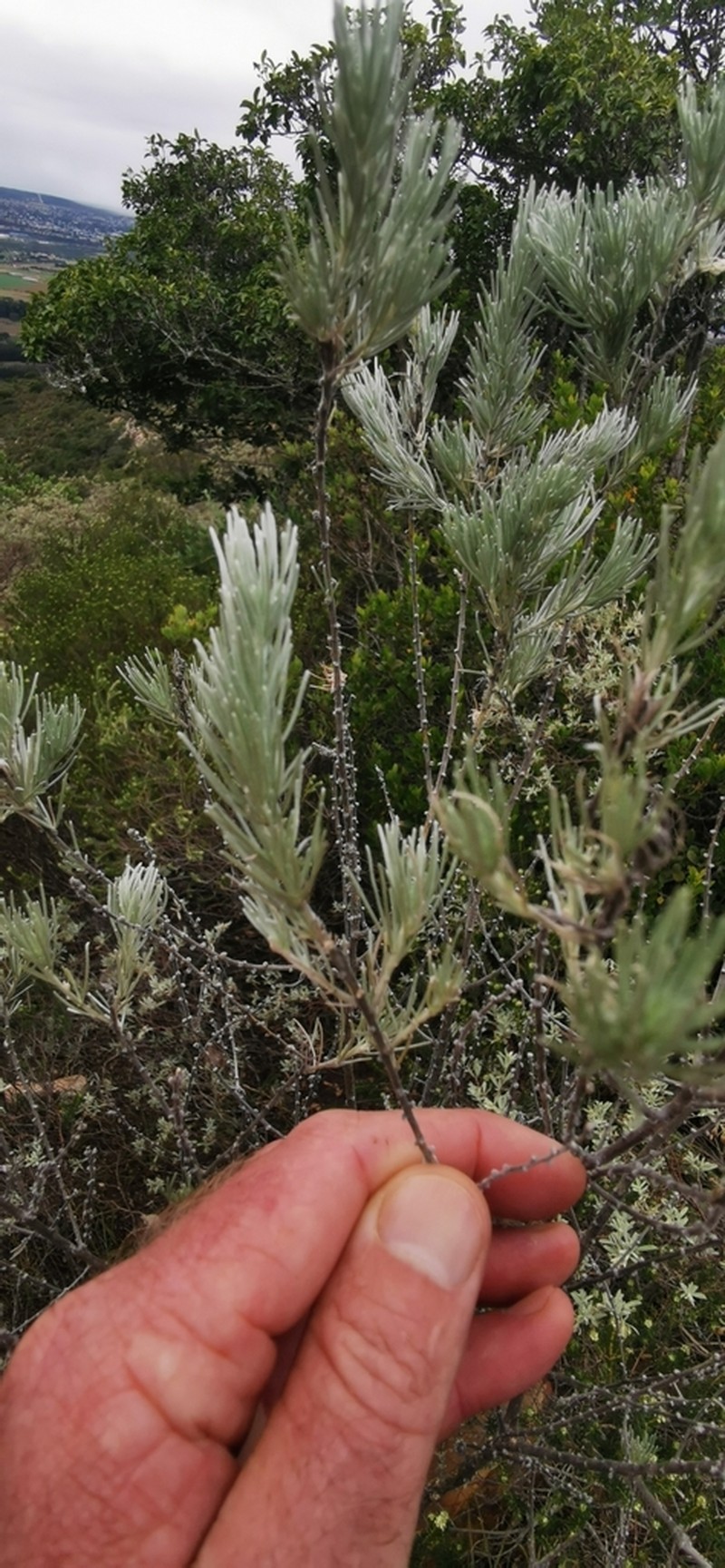 Aspalathus cinerascens