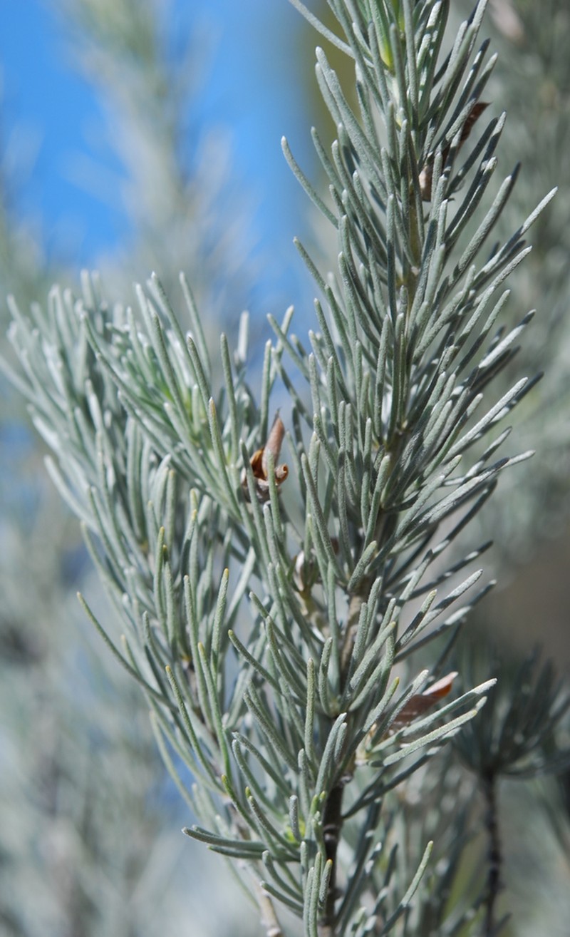 Aspalathus cinerascens photo 2