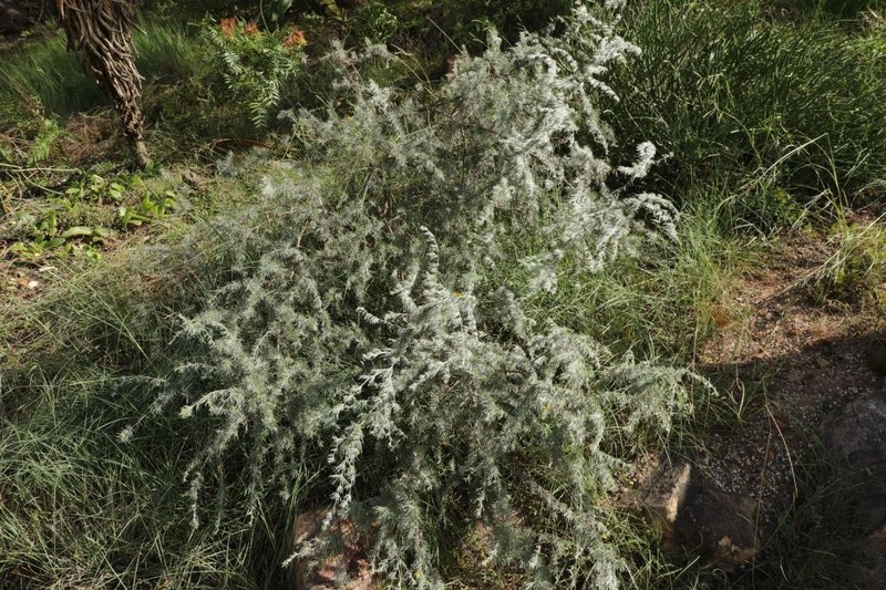 Aspalathus cinerascens photo 3