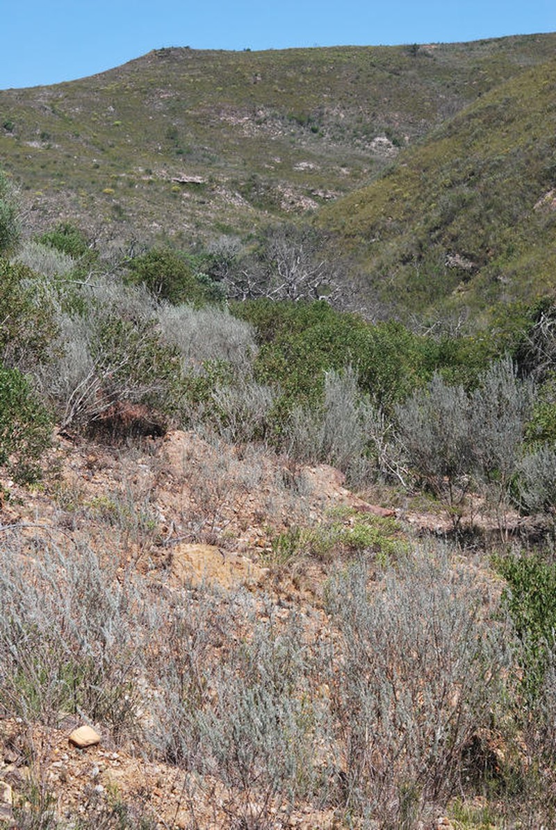 Aspalathus cinerascens photo 4