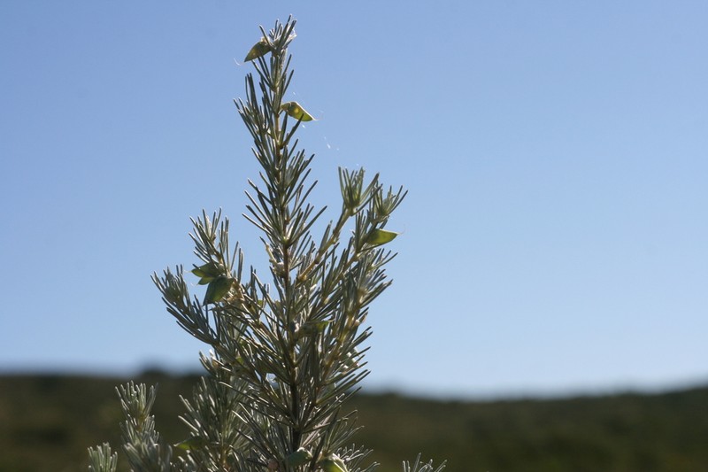 Aspalathus cinerascens photo 5