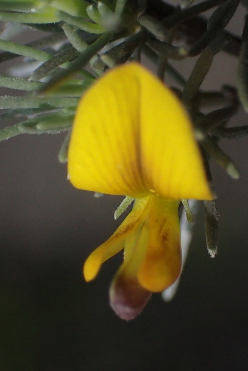 Aspalathus cinerascens photo 6
