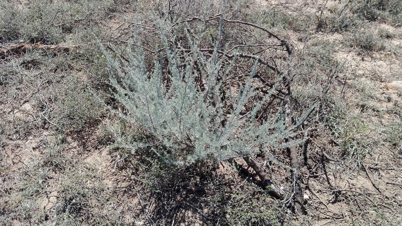 Aspalathus cinerascens photo 7