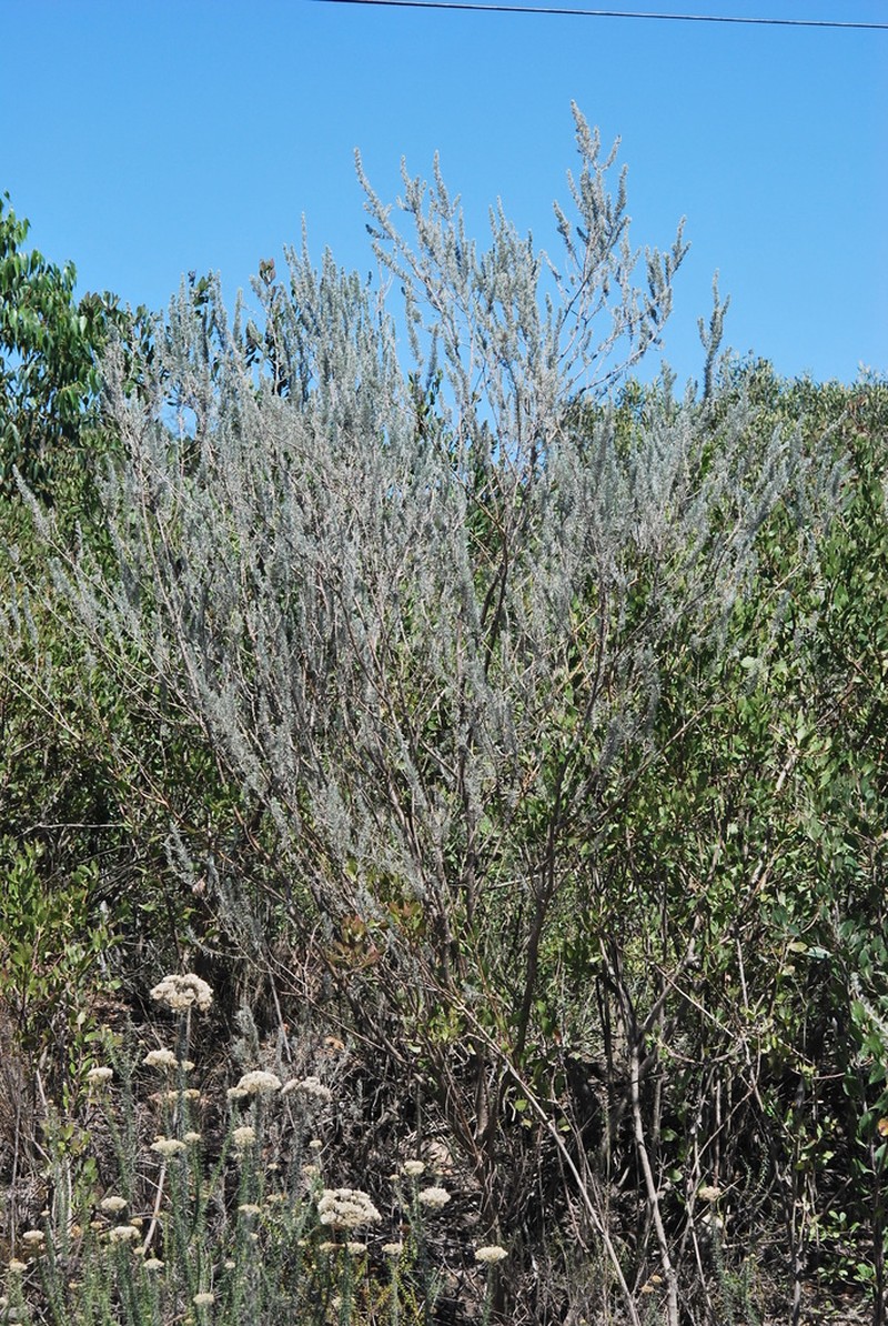 Aspalathus cinerascens photo 8