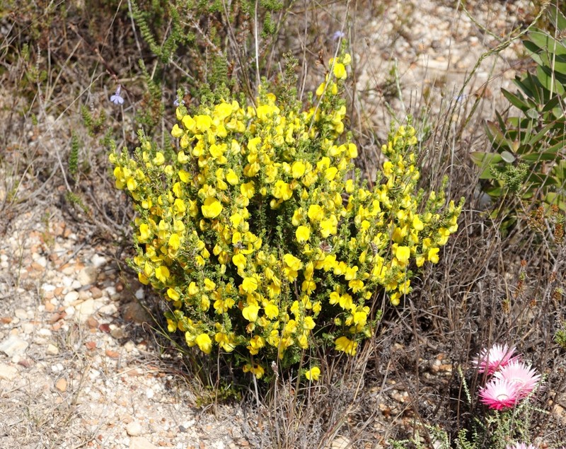 Aspalathus citrina