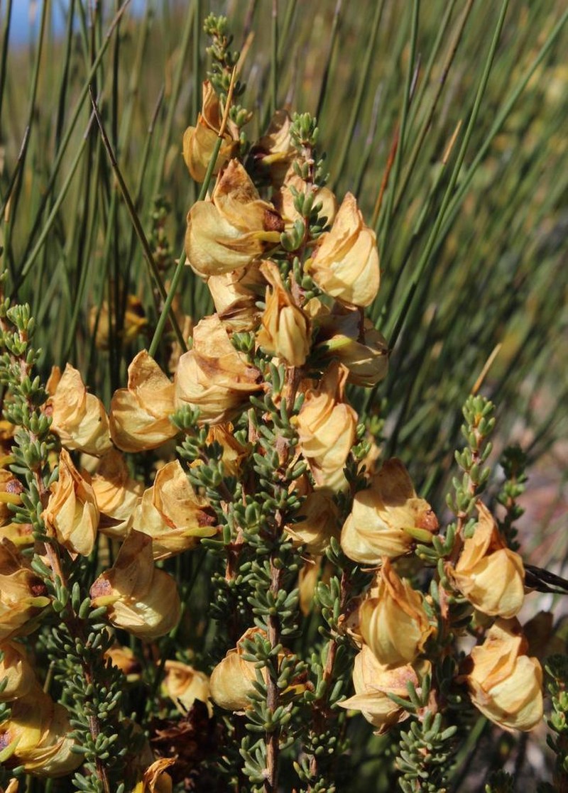 Aspalathus citrina photo 2