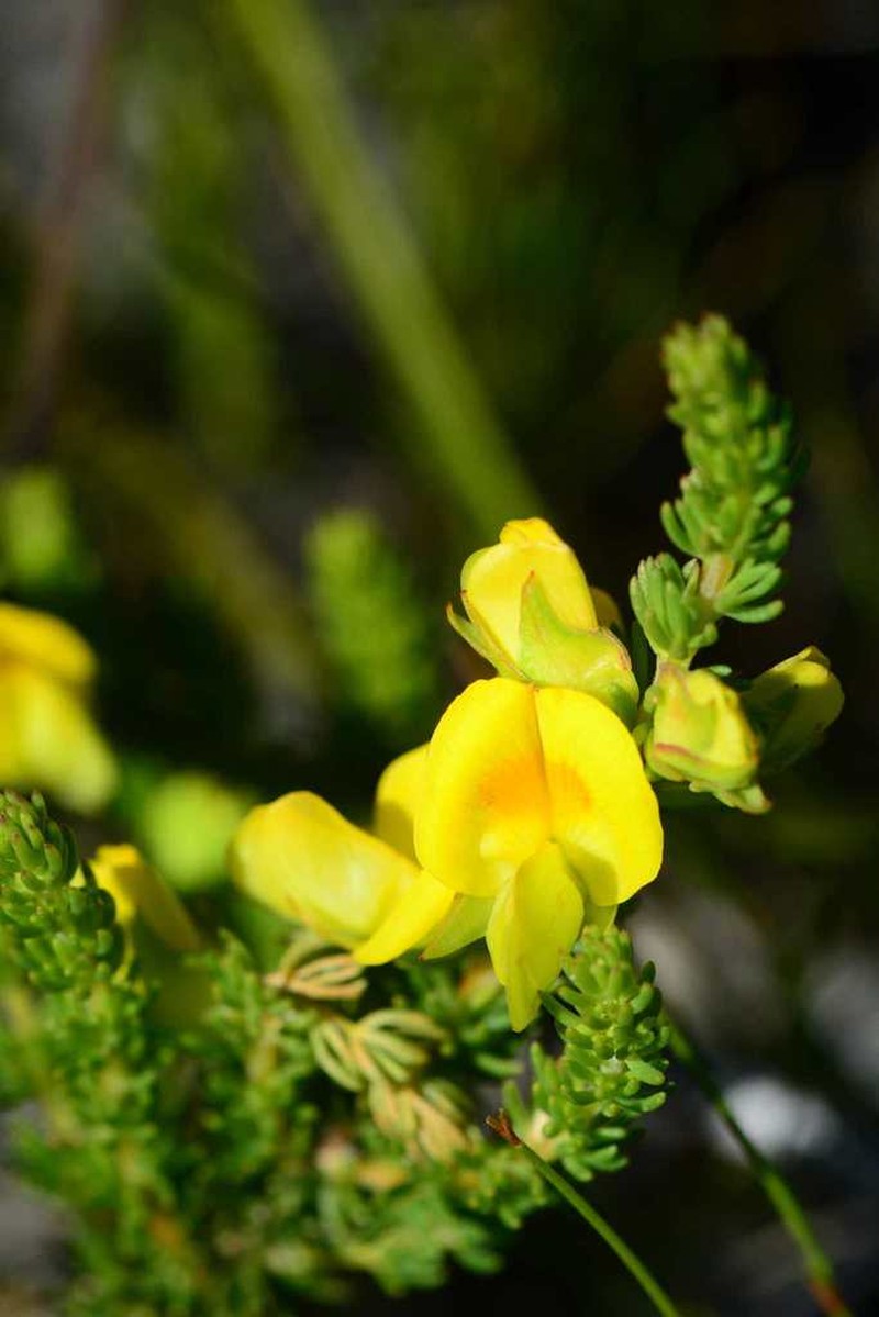 Aspalathus citrina photo 3