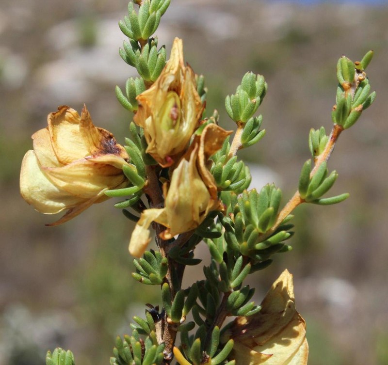 Aspalathus citrina photo 4