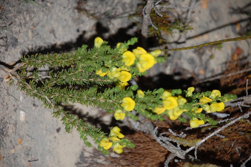 Aspalathus citrina photo 5