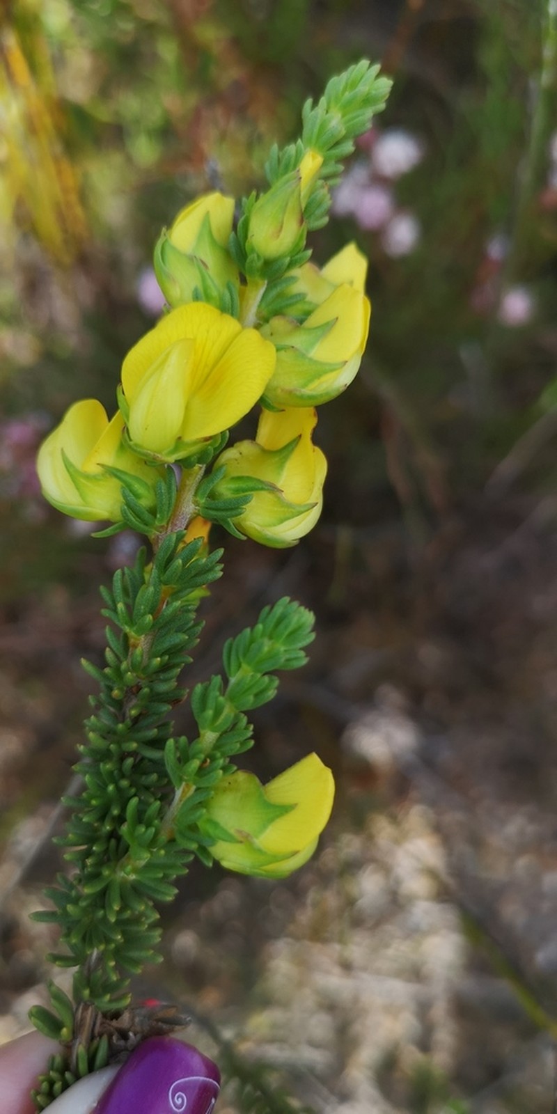 Aspalathus citrina photo 6