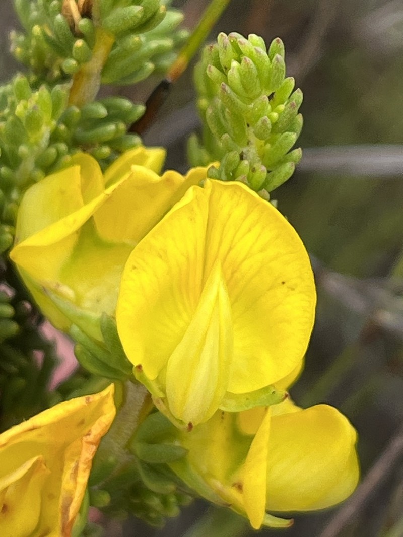 Aspalathus citrina photo 7