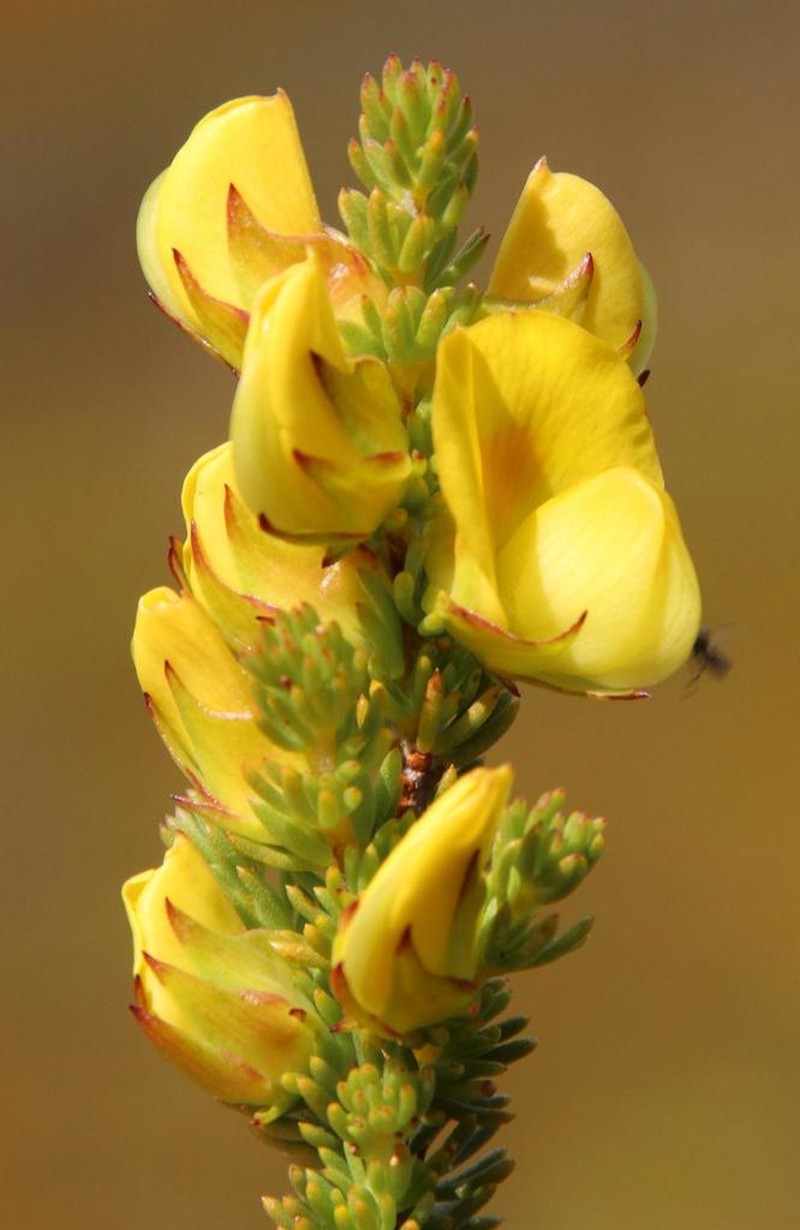 Aspalathus citrina photo 8